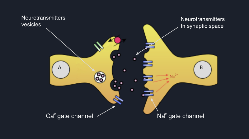 Exocytosis