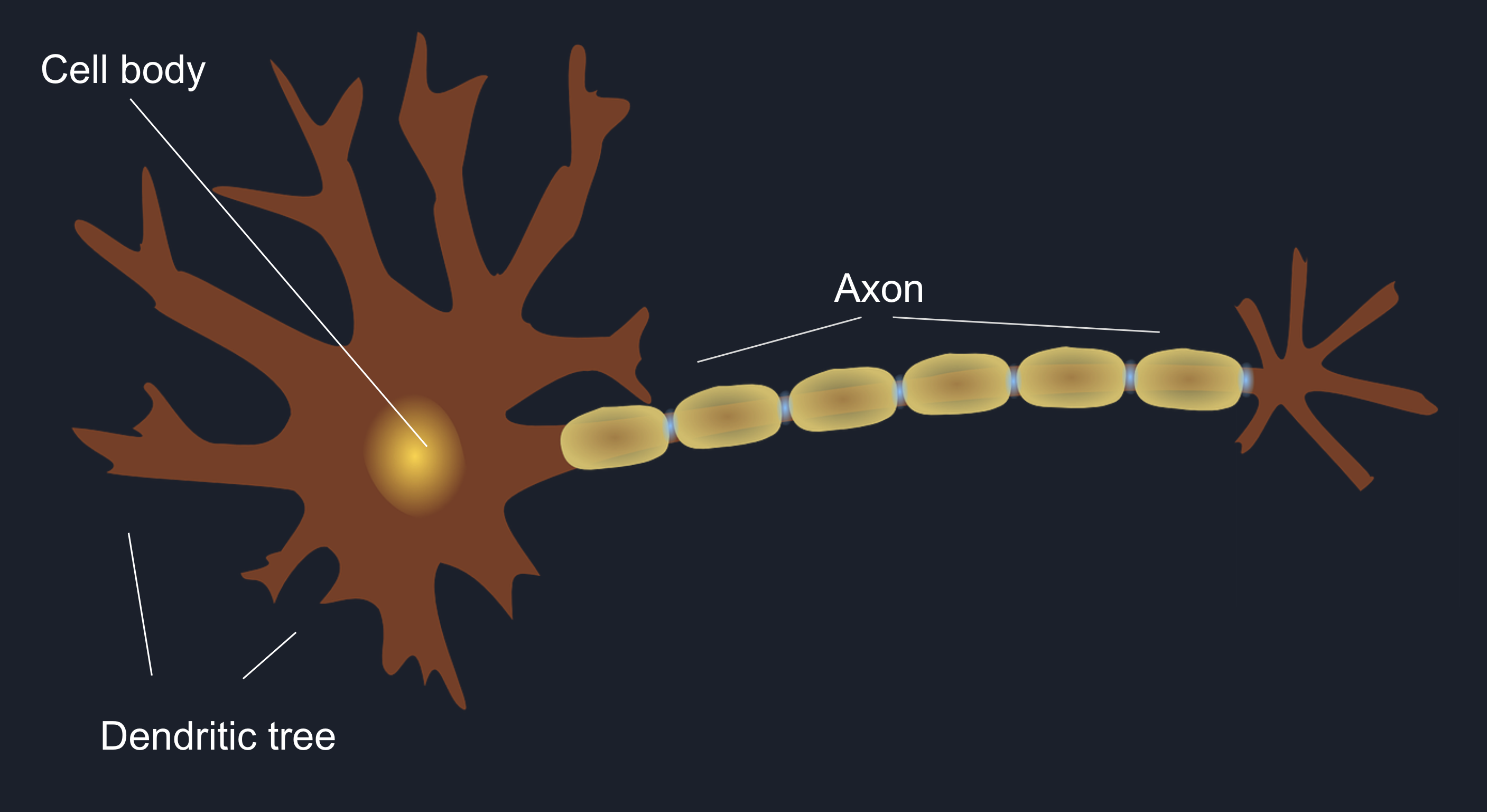 Neural Cell