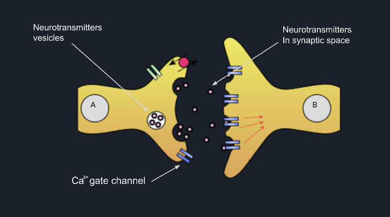 Exocytosis
