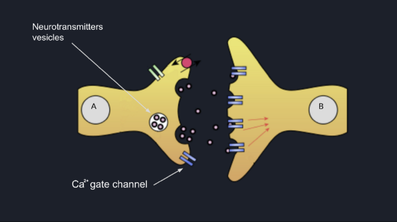 Neurotransmitters