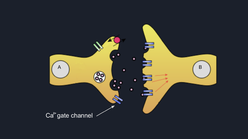 Synapse