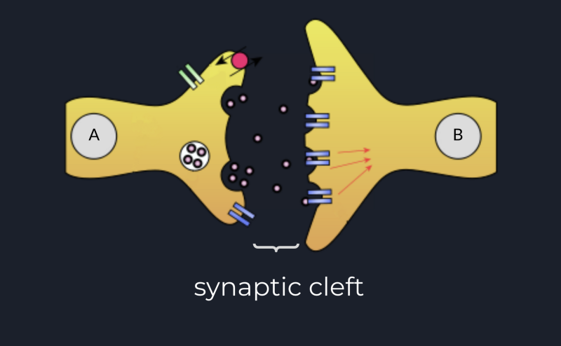 Synaptic Cleft